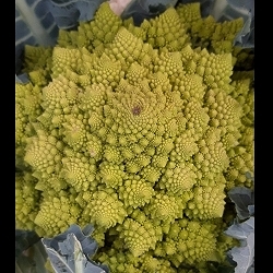 El brócoli divertido