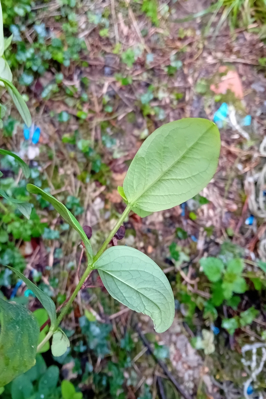 Formas verdes y naturales