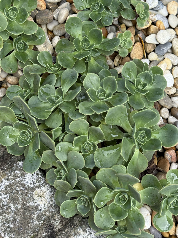 “A proporción áurea nas suculentas: as matemáticas na natureza”