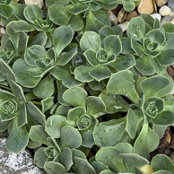 “A proporción áurea nas suculentas: as matemáticas na natureza”